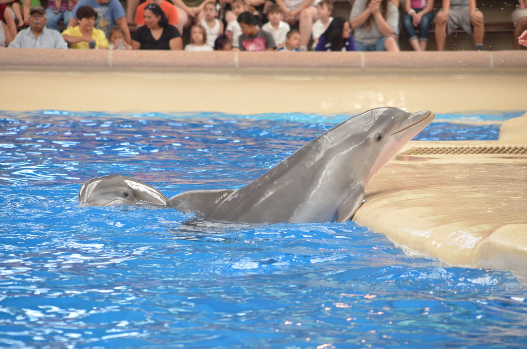 Brookfield Zoo Dolphin Show 106 Dolphin Show at Brookfield… Flickr