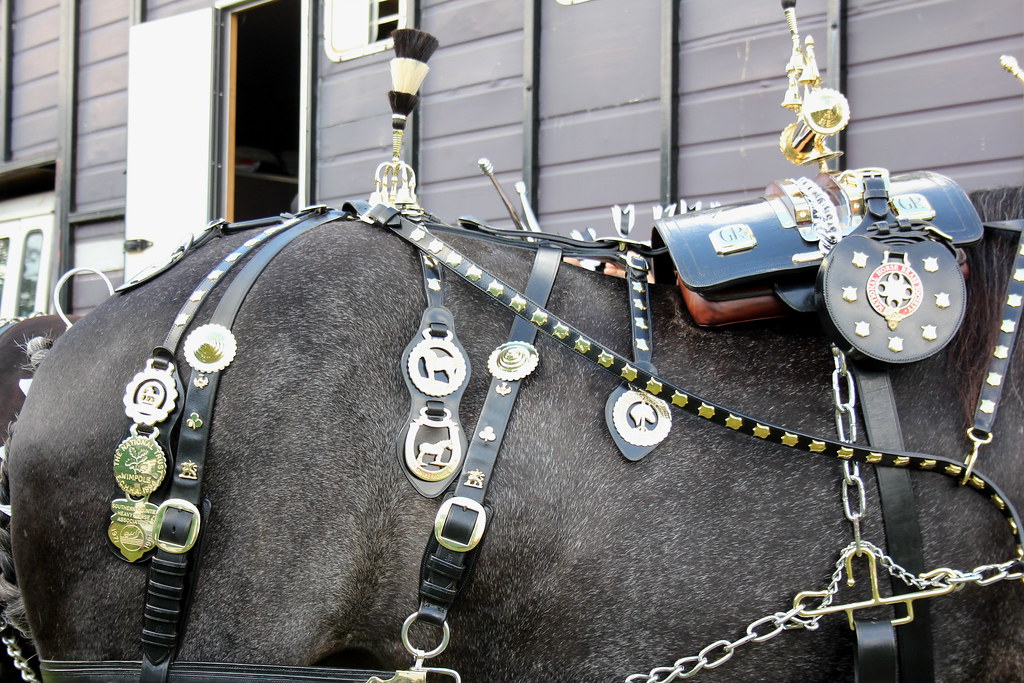Shire Horse Brasses A shire horse wearing his brasses at t… Flickr