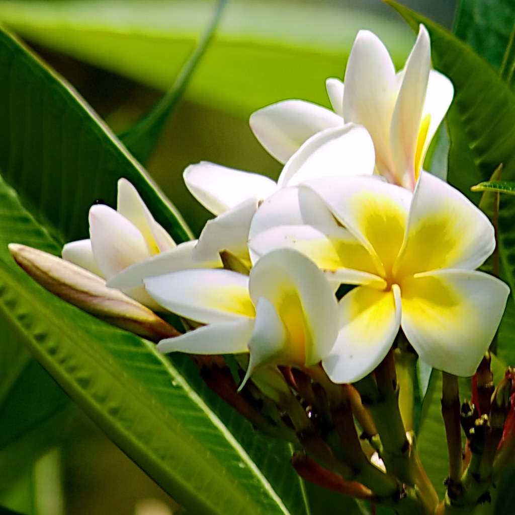 20110114 Plumeria name Frangipani) blooms on a nei… Flickr