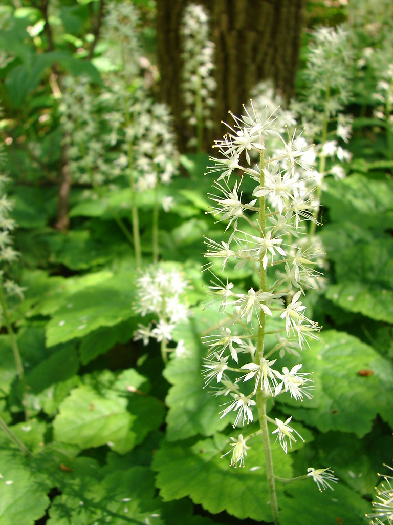 Foam Flower Tiarella cordifolia jon hayes Flickr