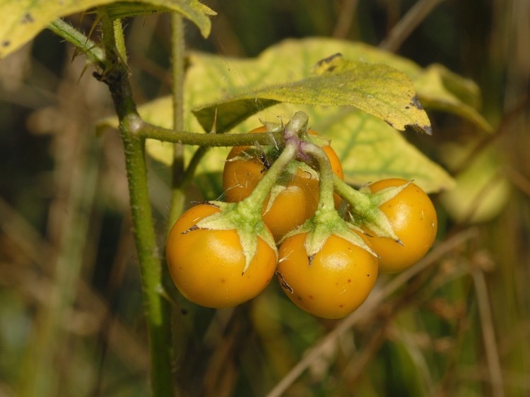 Solanum carolinense berries This spiny pla… Flickr
