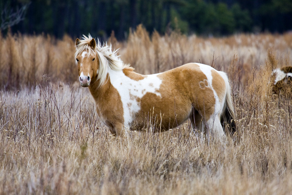 Chincoteague Pony Chincoteague Pony; Chincoteague Island, … Flickr
