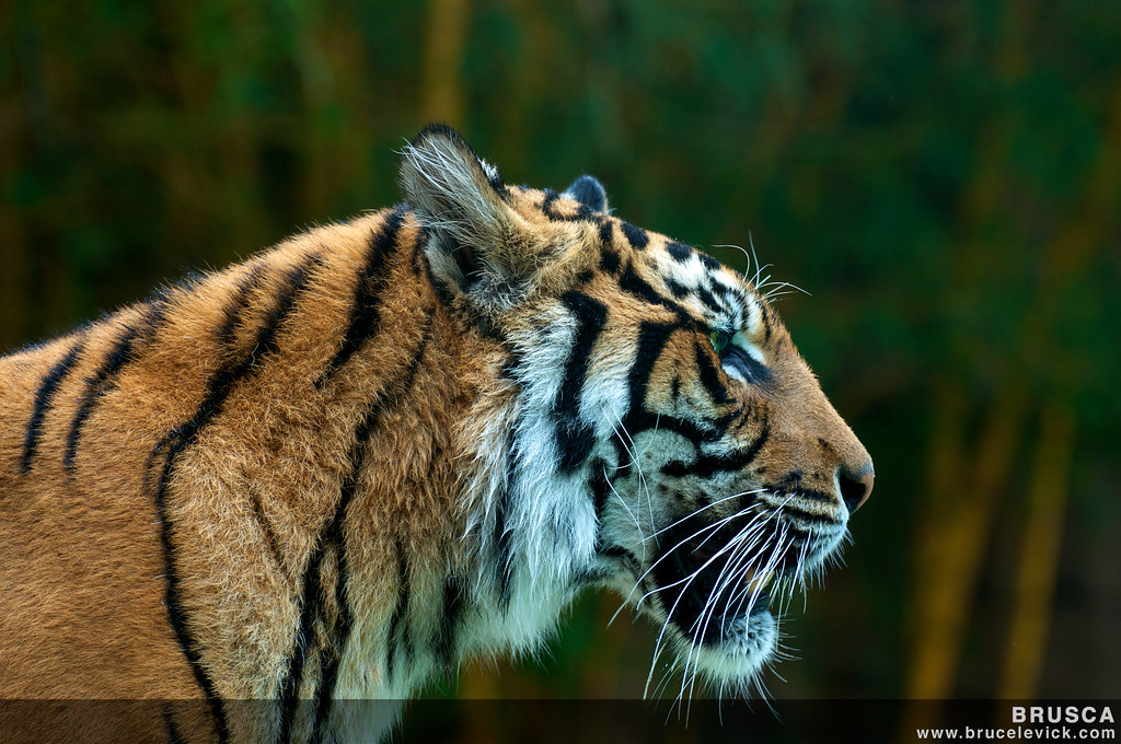 Big Cat Big Cat of Australia Zoo Photo Tools Used Nikon D9… Flickr