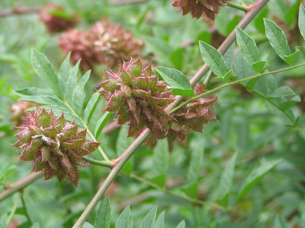 Licorice Root pod American College of Healthcare Sciences Flickr