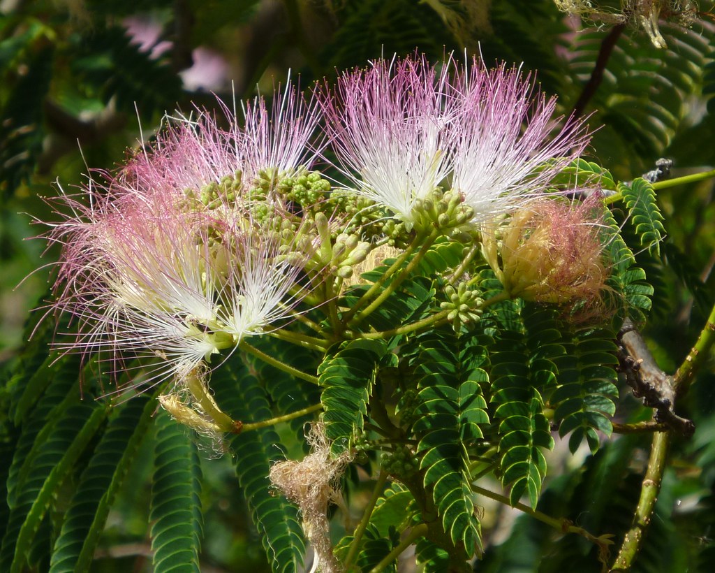 Persian Silk Tree julibrissin f. rosea), Yarralu… Flickr