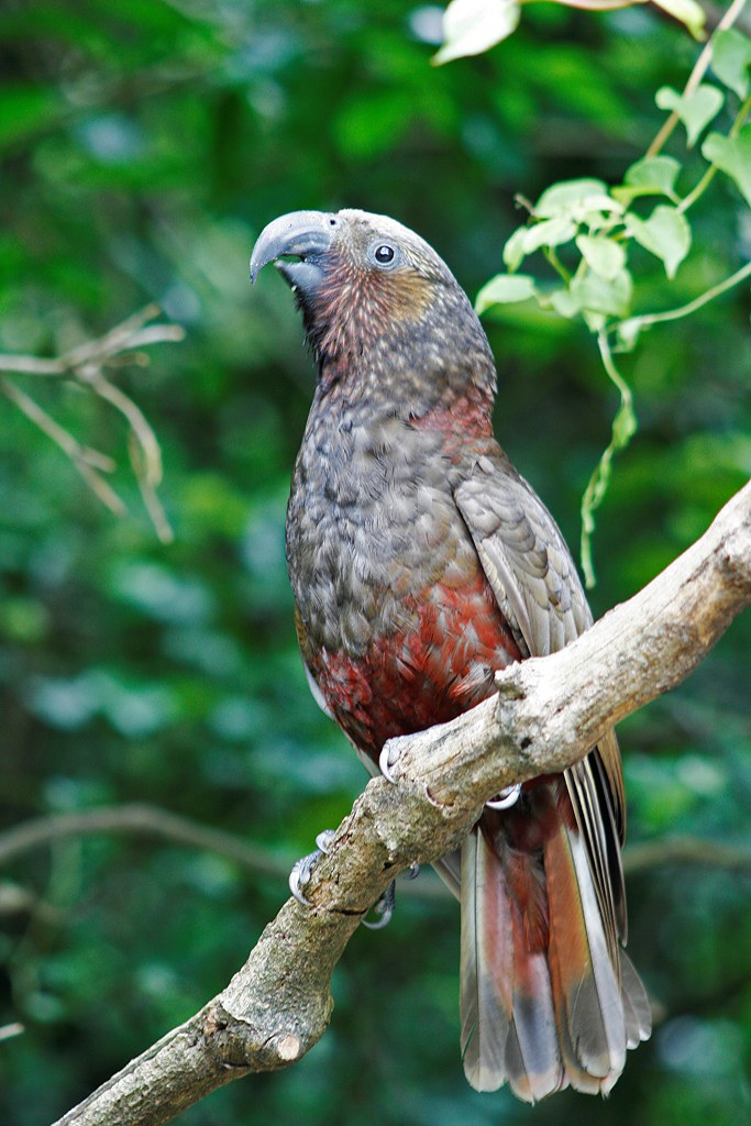 Kaka A Kaka seen at Zealandia in Wellington's Karori. It i… Flickr