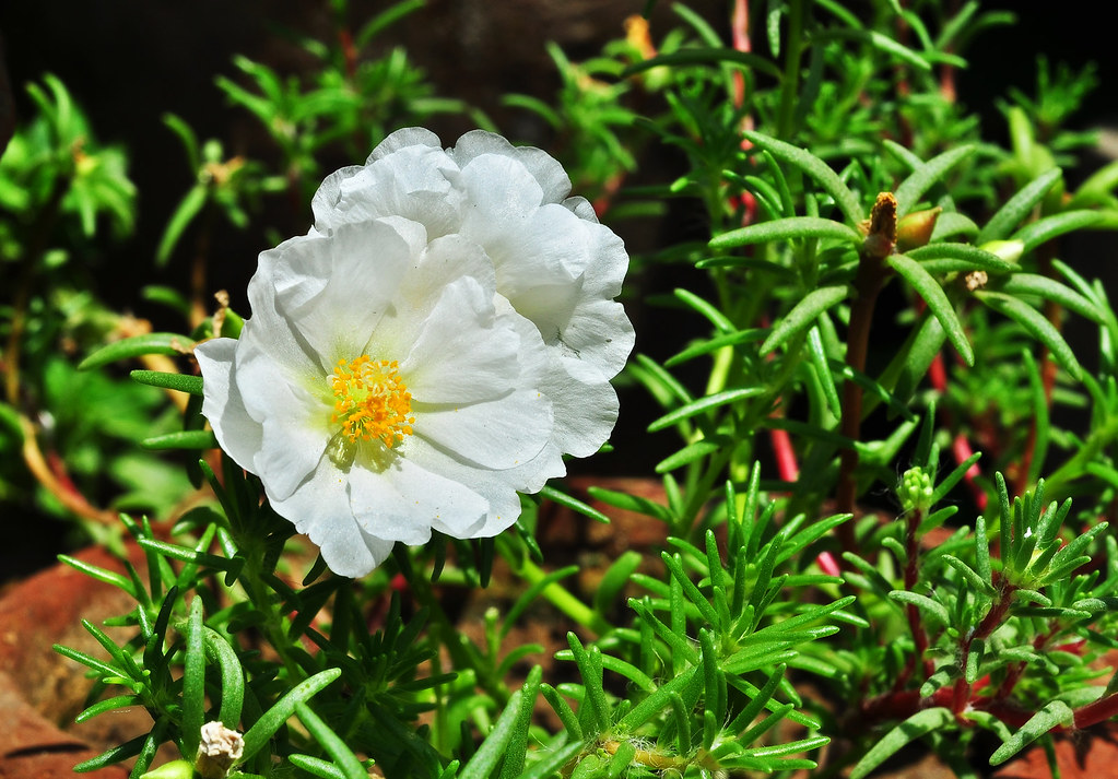Portulaca grandiflora white flower Joydeep. Flickr
