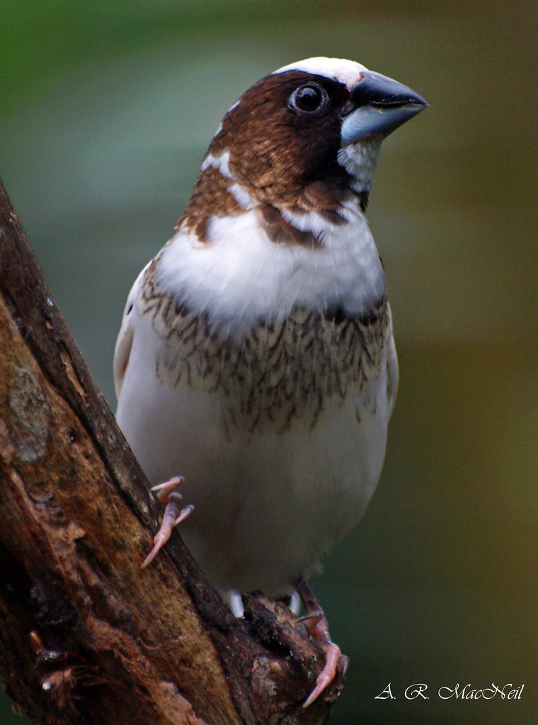 Society Finch at Dusk 1 Vancouver, British Columbia Flickr