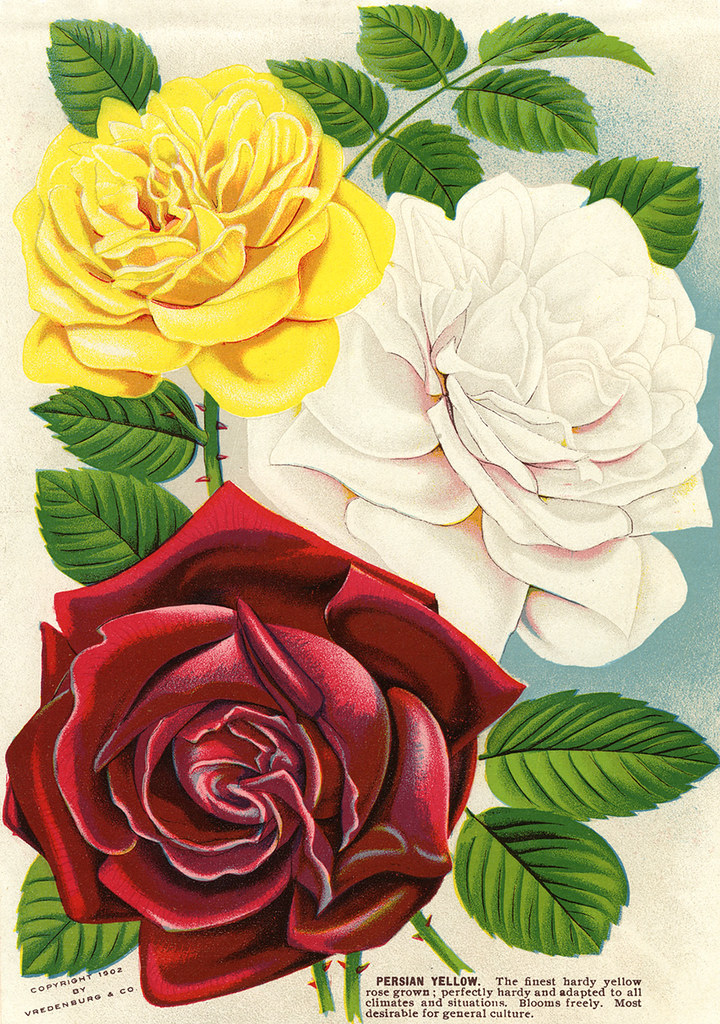 Red, White and Yellow Roses 1902 Red, White and Yellow Ros… Flickr