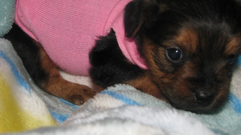 Teacup Yorkiepoo Puppy at 5 weeks At PocketSizedPuppies.co… Flickr