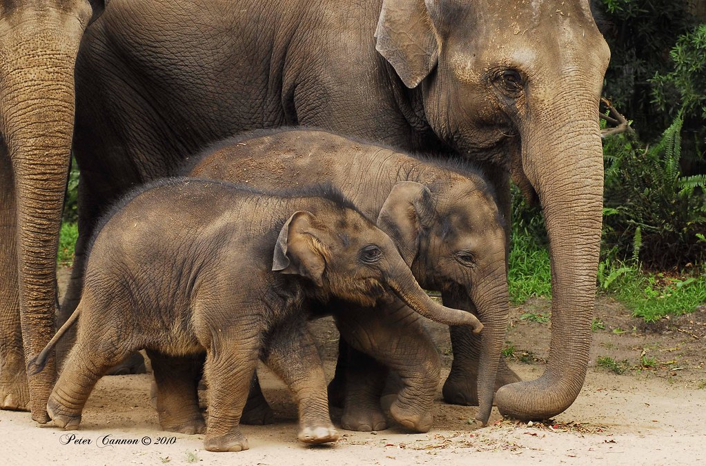 Baby Elephants Two baby elephants, here aged 9 months and … Flickr