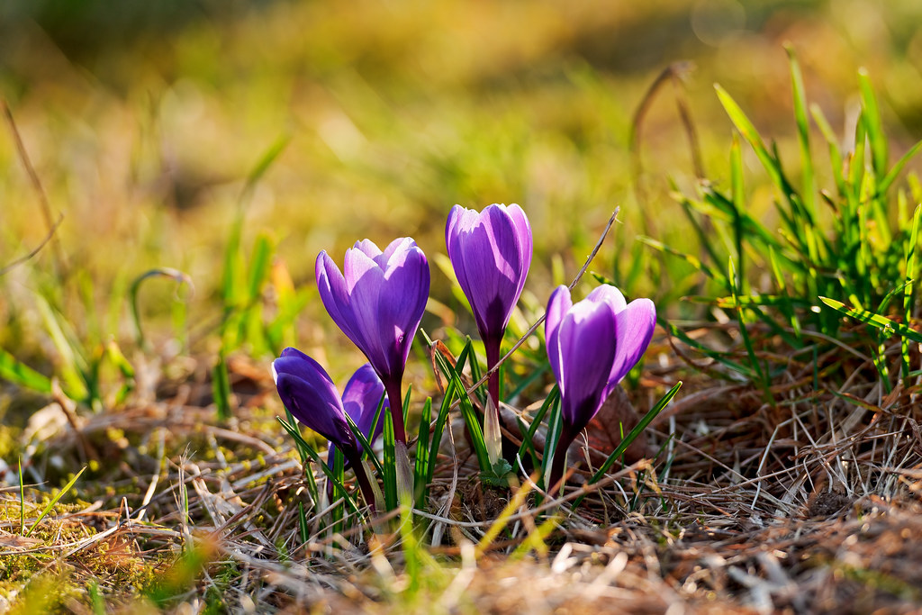 Purple flowers growing out of the soil Next picture from t… Flickr