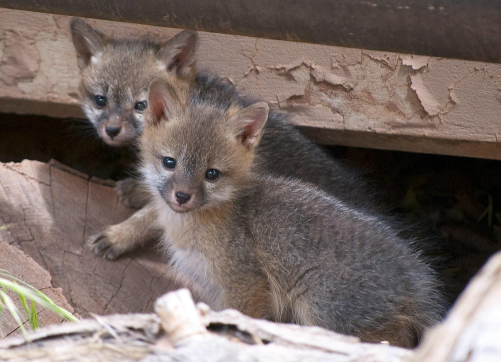 Gray Fox Kits In early summer, gray fox (Urocyon cinereoar… Flickr