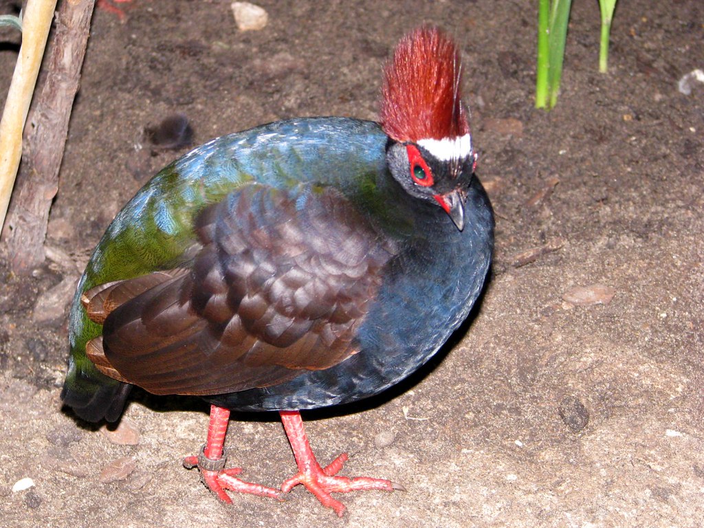 Crested Wood Partridge (male), Rollulus rouloul Utropia bi… Flickr
