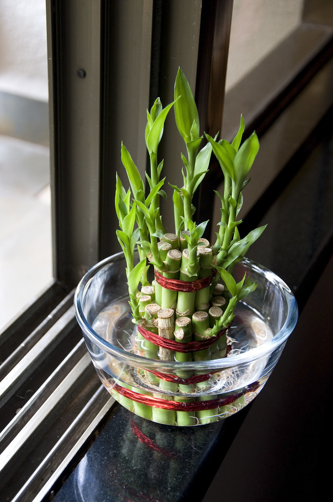 Bamboogood luck plant three Lucky Bamboo stalks tied with… Flickr