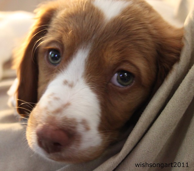 brittany spaniel puppy Flickr Photo Sharing!