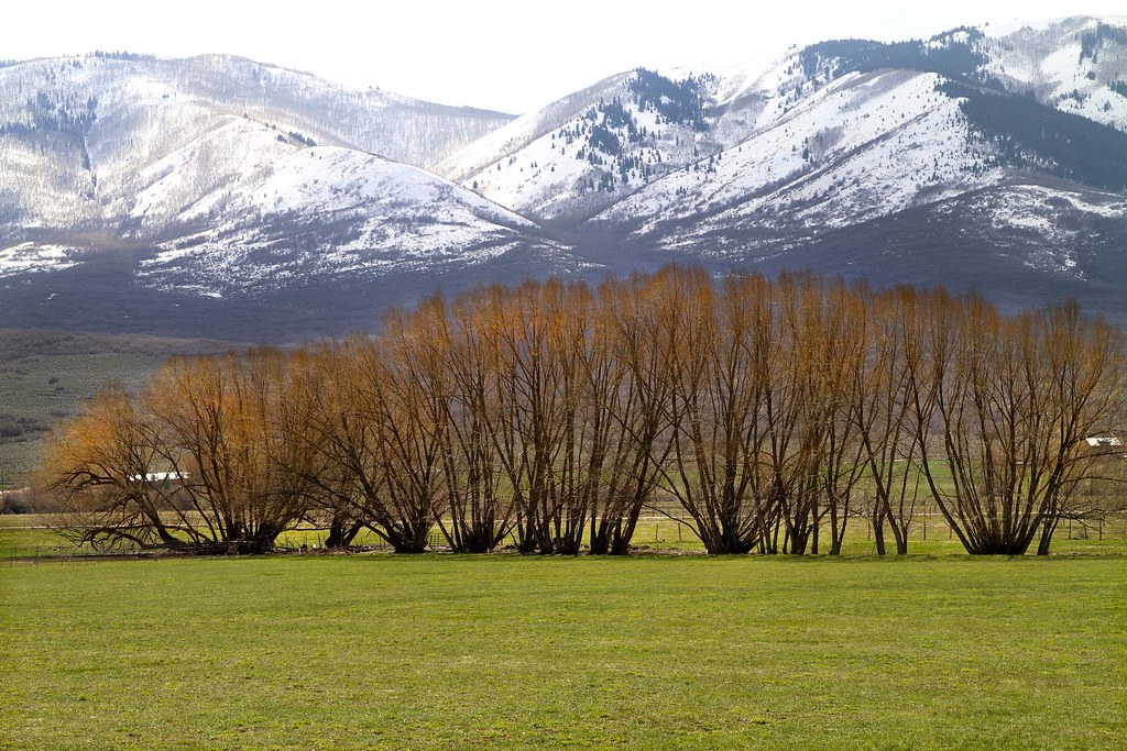 Spring of the willows Wallsburg, Utah. Arbyreed's Flickr