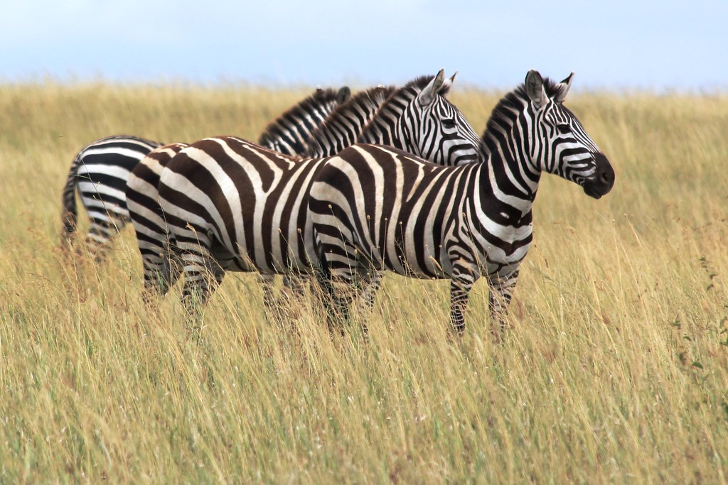 Blending Stripes Zebras work together to protect each othe… Flickr