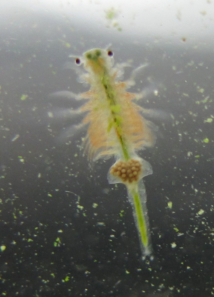 sea monkey with egg sac This is the photo I've been waitin… Flickr