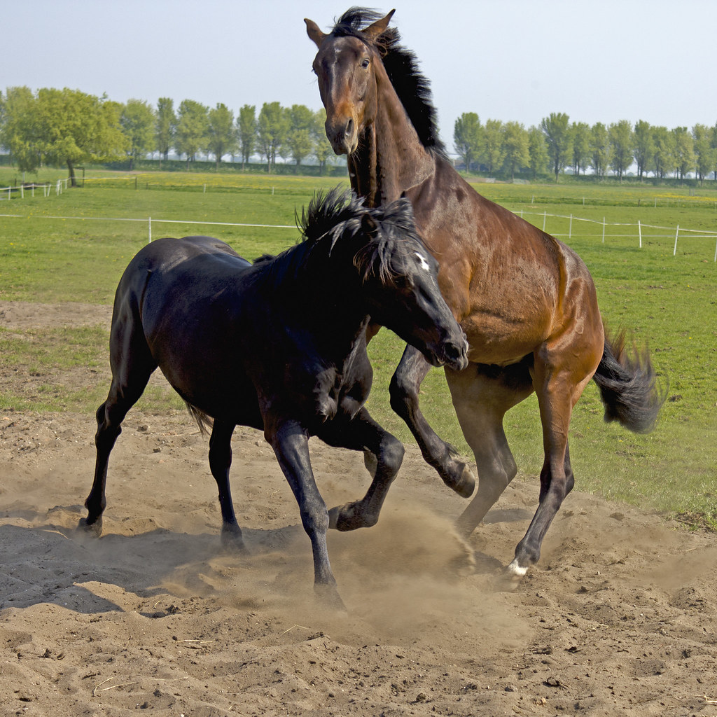 Horses playing together Horses being surly in the sand Flickr