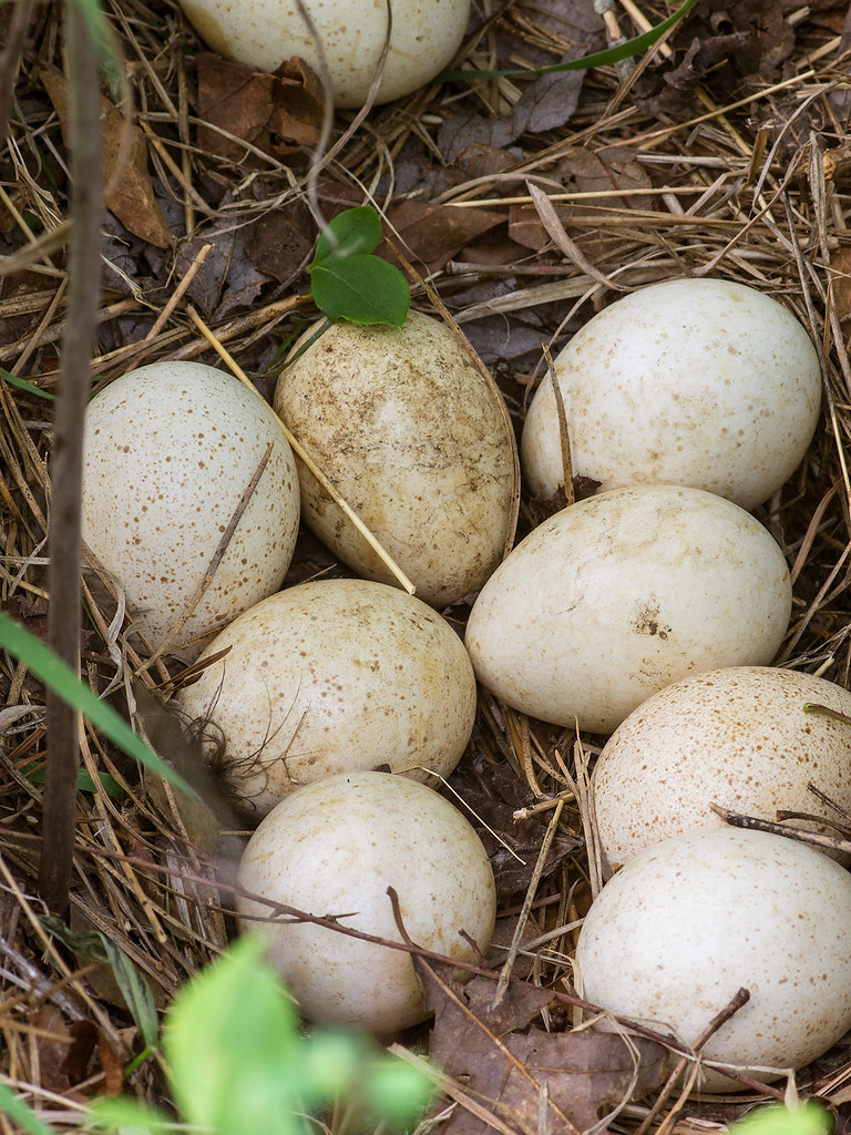 Meleagris gallopavo silvestris (Eastern wild turkey) eggs Flickr