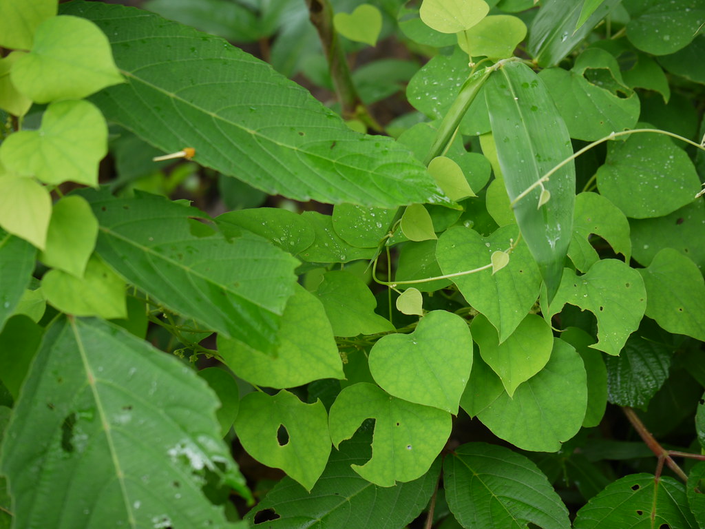 Pahadmul (Marathi पहाडमूळ) Menispermaceae (moonseed famil… Flickr