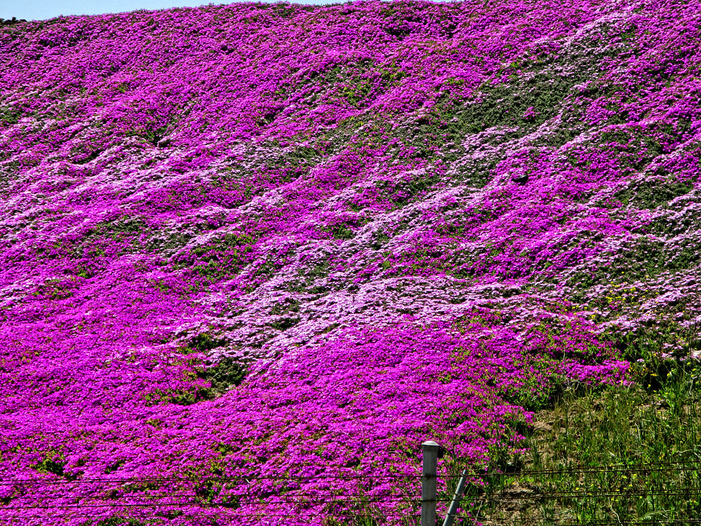 Purple Flowers Purple ground cover on a hill in Santa Mari… Flickr