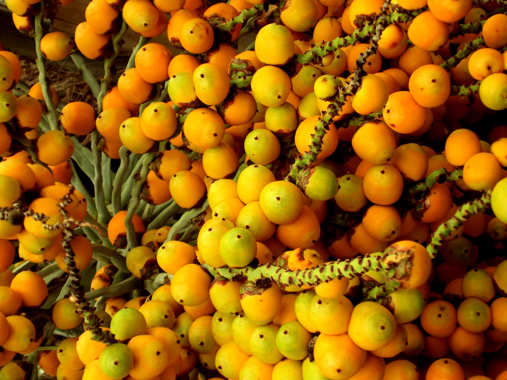 Jelly Palm Fruit The fruit of a Jelly Palm (Butia capitata… Flickr