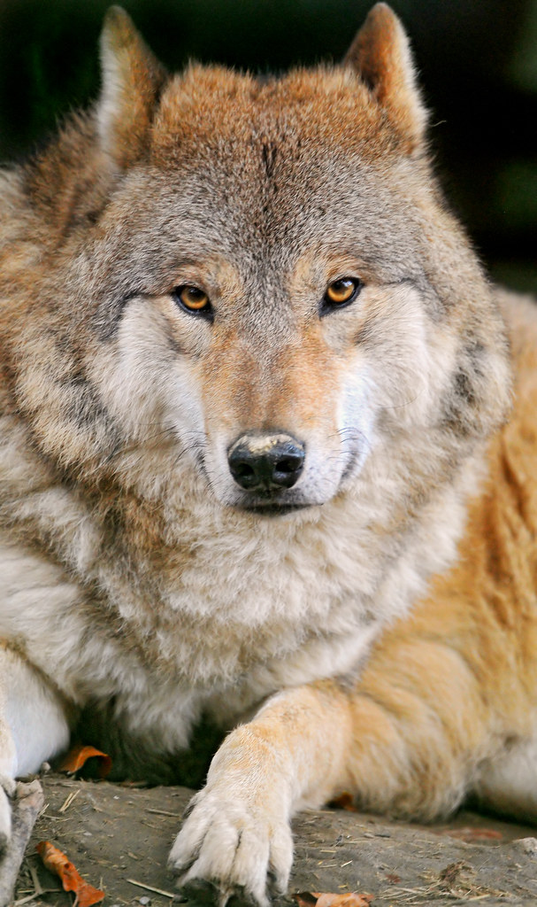Fluffy wolf lying comfortably The wolves of the zoo of Zür… Flickr