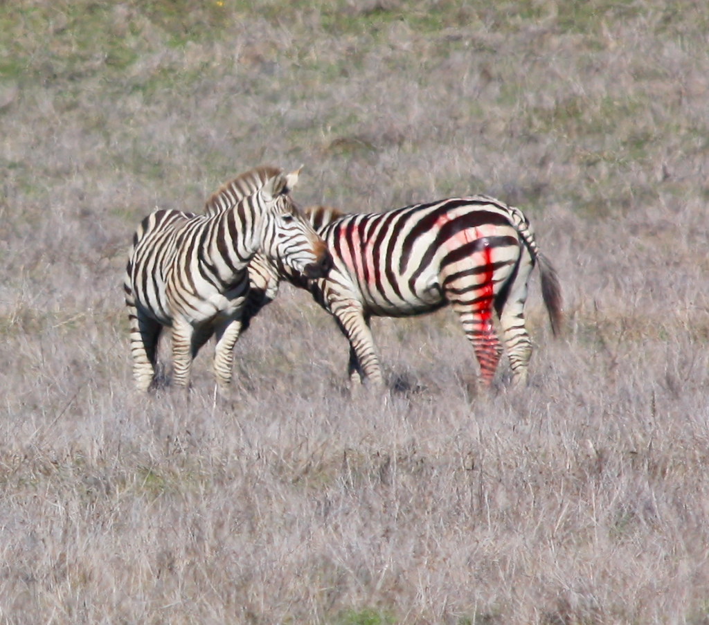 two male zebras they obviously weren't liking each other. … Flickr