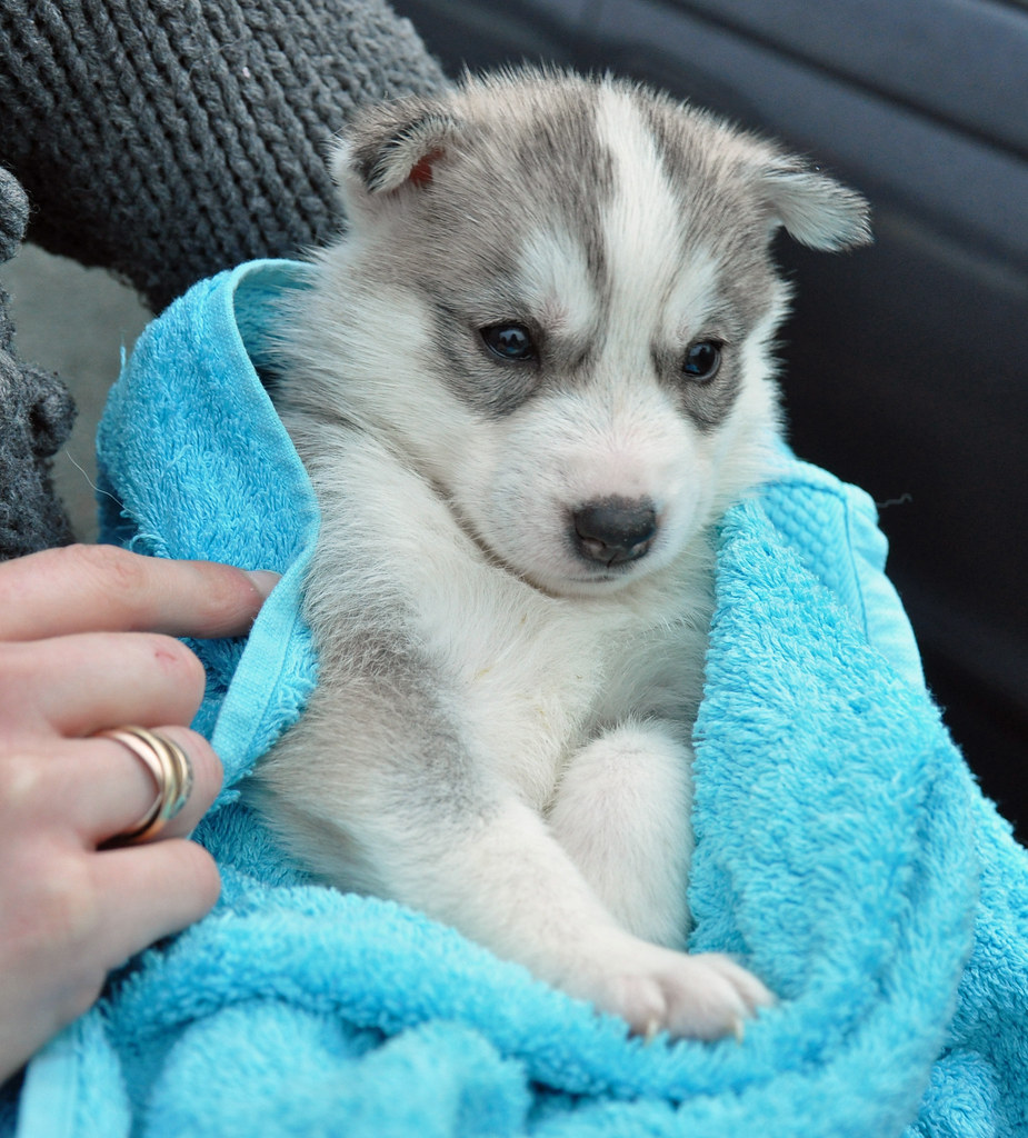 bébé chien ma (6) Husky élevage a chatelaillon . Merci