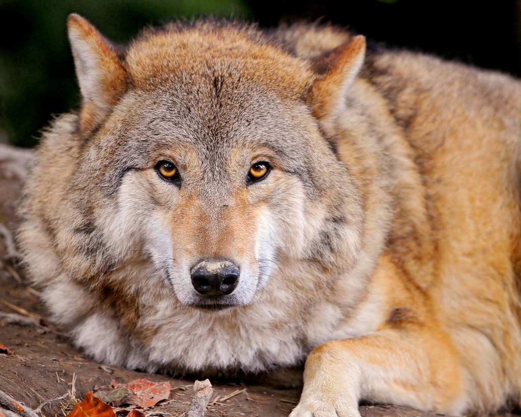 Serious, relaxed and fluffy wolf I think it's still the sa… Flickr
