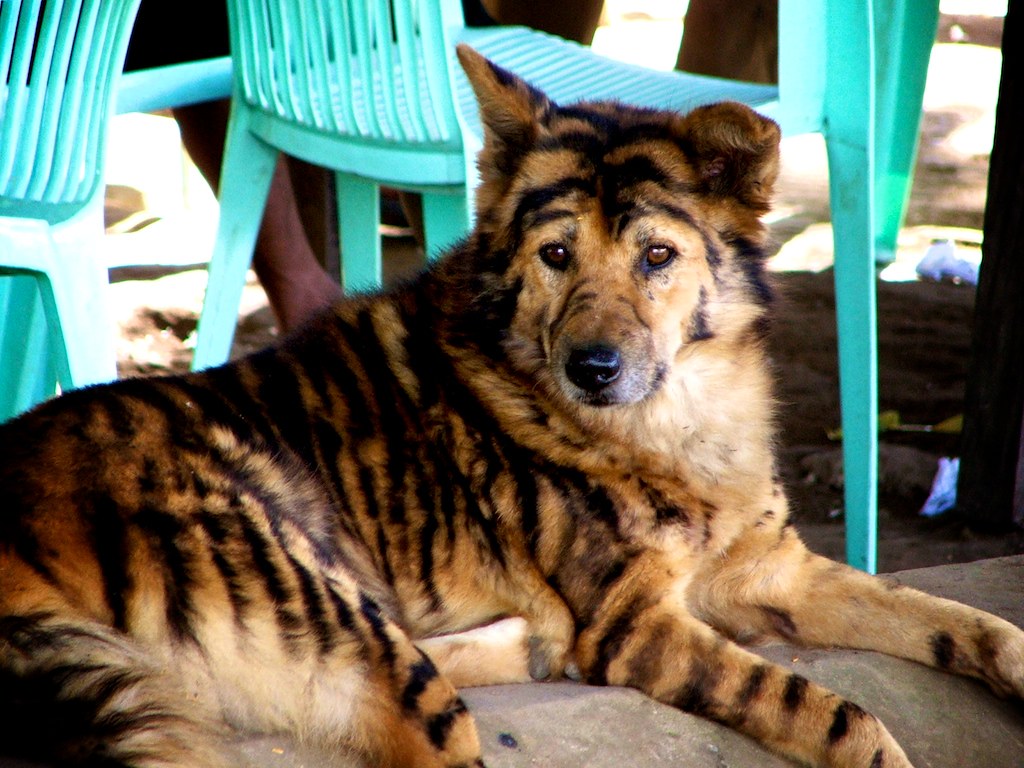 Tiger Dog A wild tigerdog found in Northern Burma. Wayne Nicholson