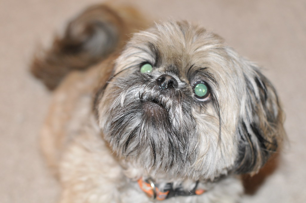 Furry Friday + dog Facts A dog’s shoulder blades are unatt… Flickr