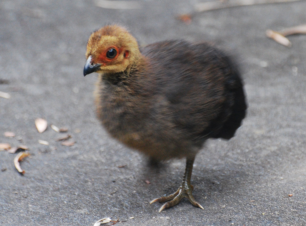 Australian BrushTurkey Chick 1 DSC_2160 Australian Brush … Flickr