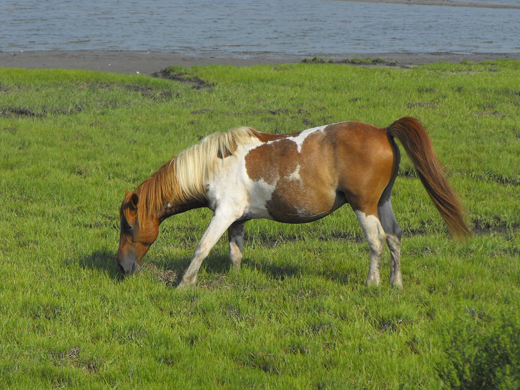 Chincoteague pony A Chincoteague pony off the Service Road… Flickr