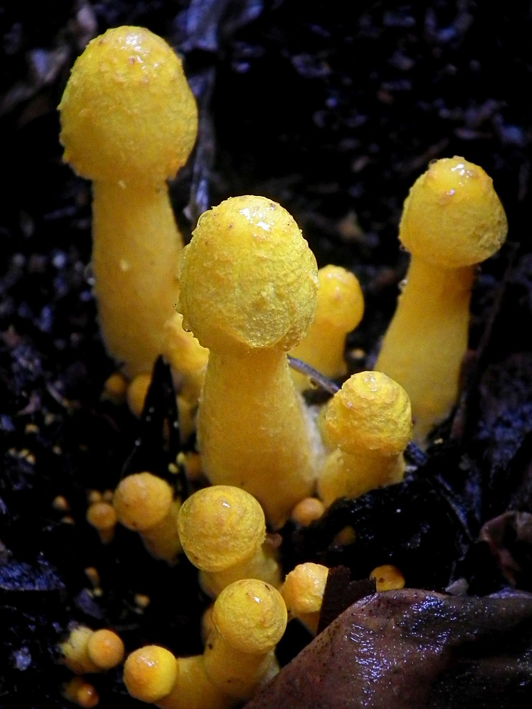 Some yellow mushrooms They popped up beside one of my pot … Flickr