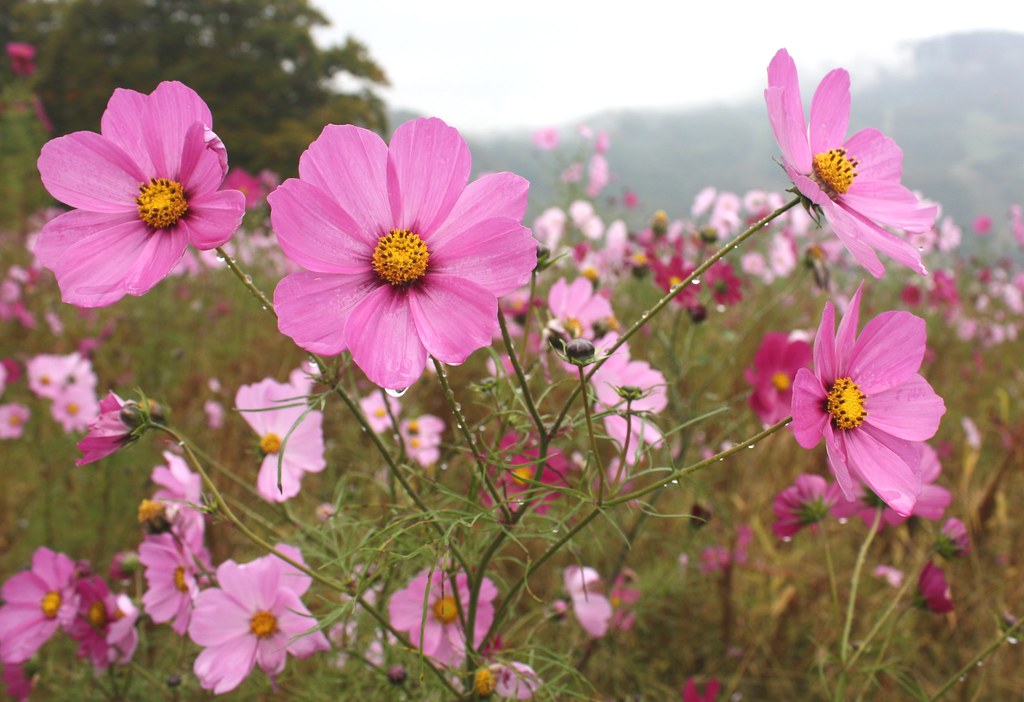 Cosmos flowers, Yuzawa, Japan Cosmos flowers growing on an… Flickr