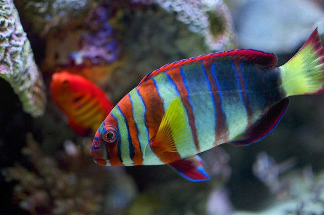 Colorful Fish (Fused) [NOT HDR] Flickr Photo Sharing!