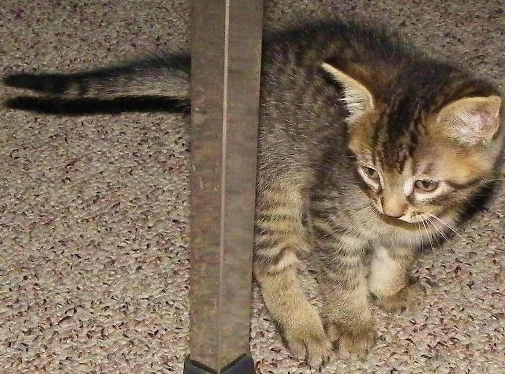 Tabby Kitten Has A Long Tail! This Adorable sweetheart is … Flickr