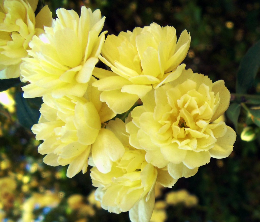 Yellow Lady Banks Rose.Rosa banksiae 'Lutea' No thorns on … Flickr