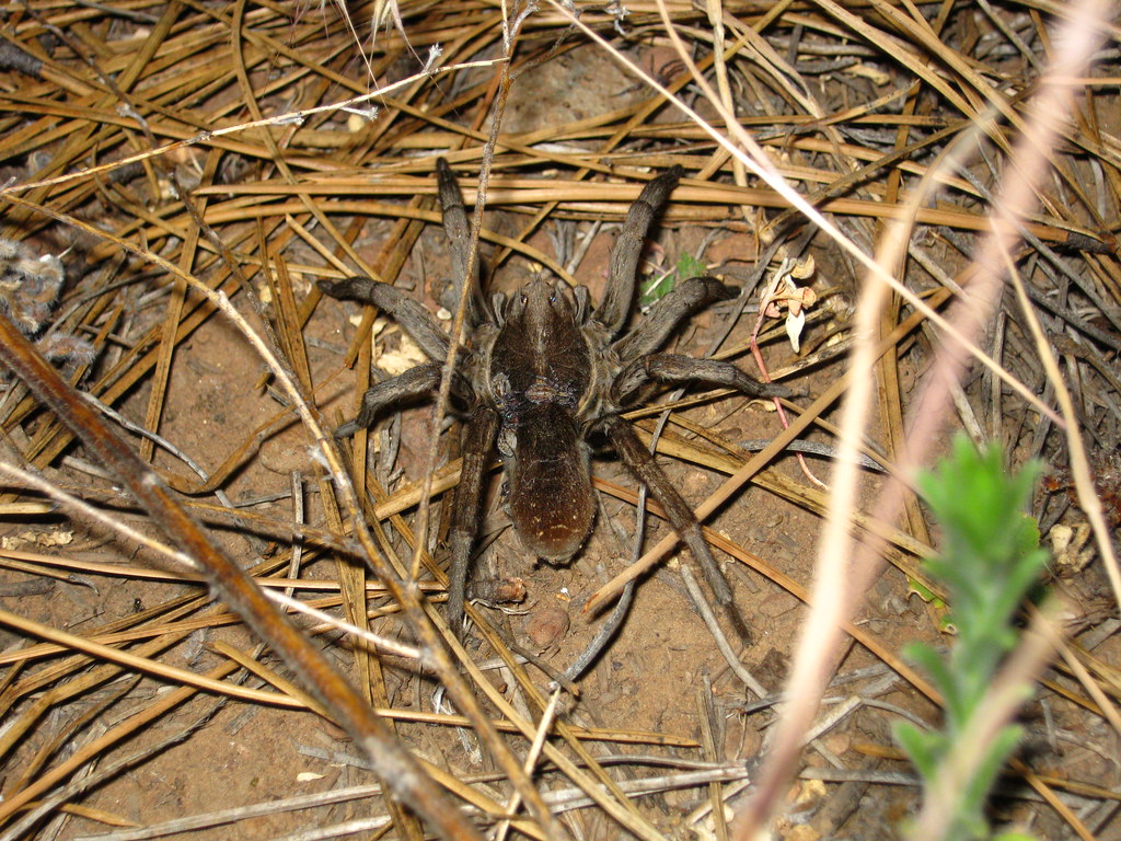 IMG_0073 A tarantula found near Flagstaff, AZ. Photo taken… Flickr