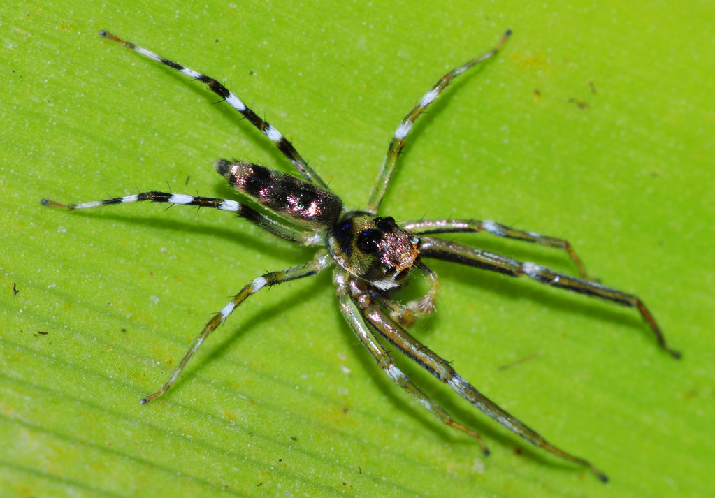 Jewel jumping spider Palawan, the Philippines Art Flickr