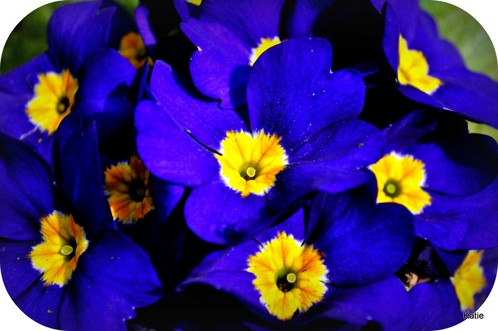 Blue and Yellow Flowers More flowers from an afternoon wal… Flickr