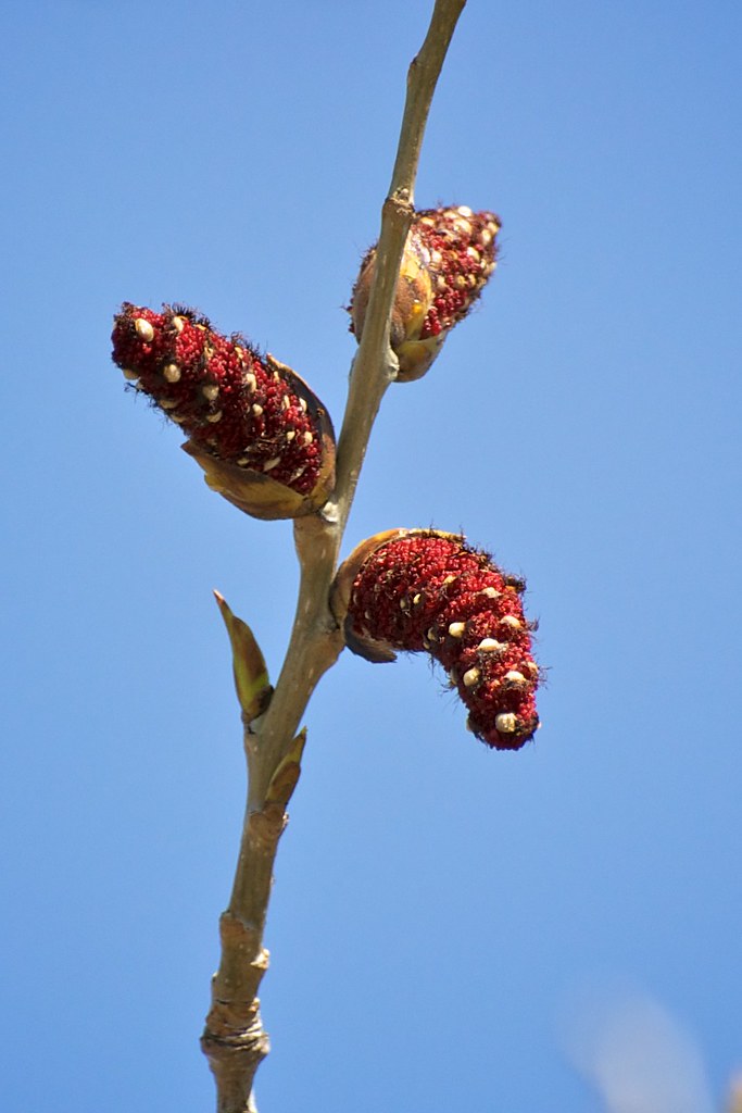 Eastern cottonwood catkins The deep red male catkins of an… Flickr