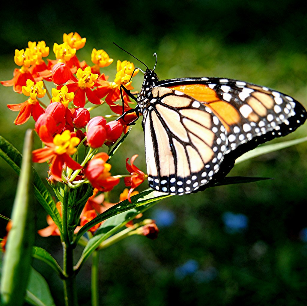Monarch Butterfly is feasting on brilliant red and gold Mi… Flickr