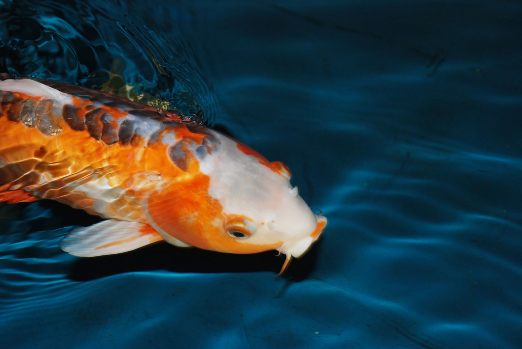 Koi fish Koi fish, Berlin Zoo … Flickr