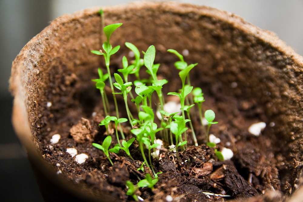 Seedlings Peat Planting Pots April 12, 20112 Steven Depolo Flickr
