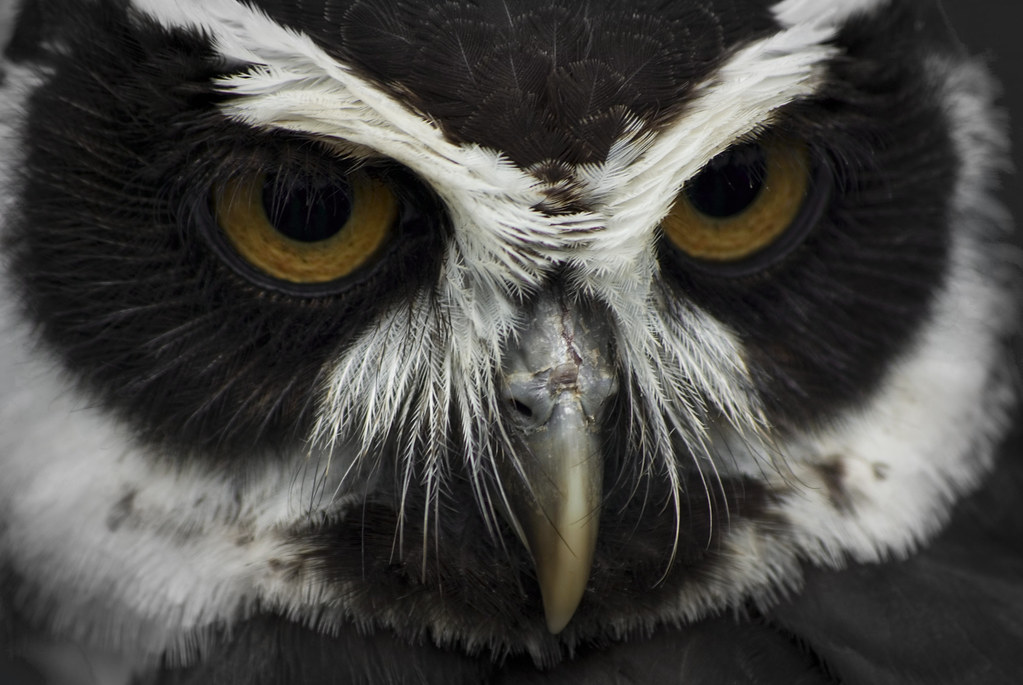 black and white owls eyes close up photo of a black and wh… Flickr