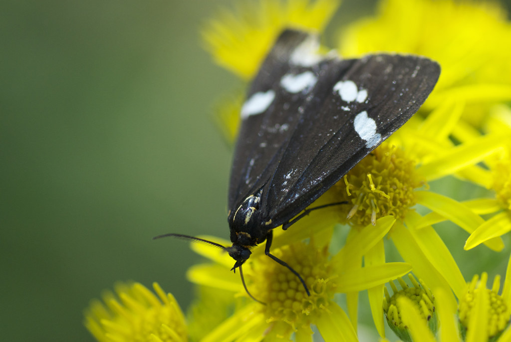 the New Zealand magpie moth here feeding on ragwort flower… Flickr